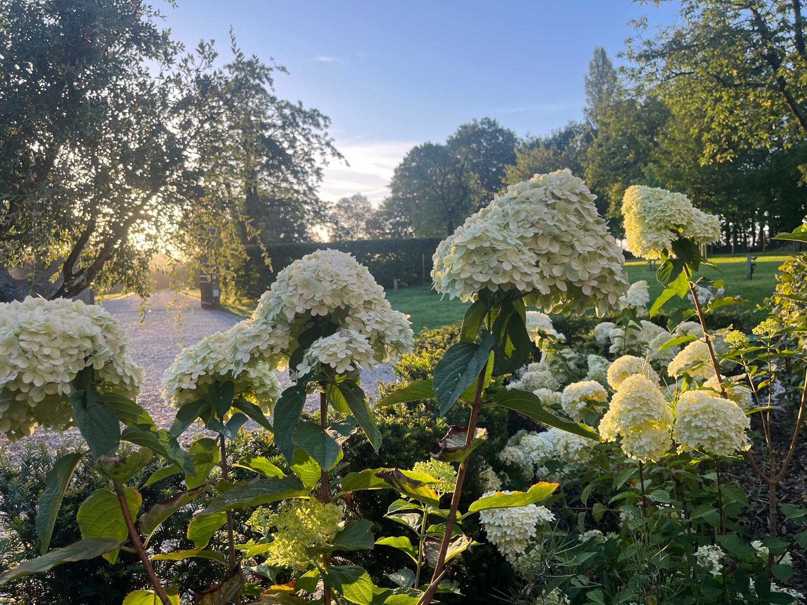 Gros plan sur de jolies fleurs blanches